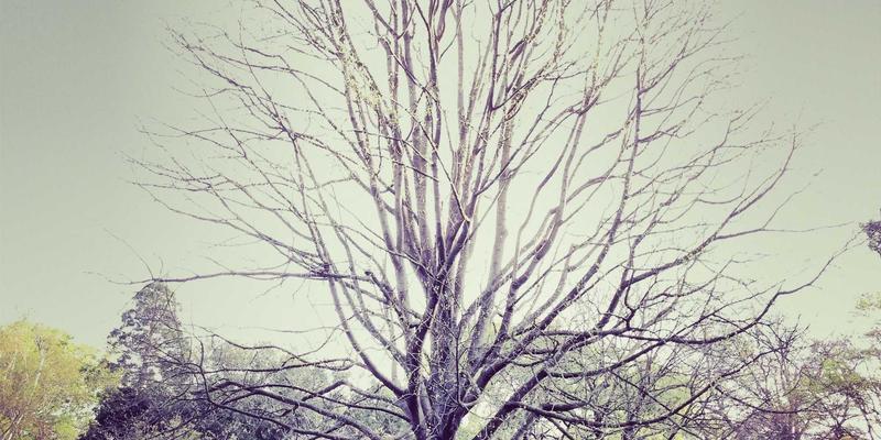 云健康赋能基层医疗：数字疗法与筛查工具在心理健康管理中的创新实践