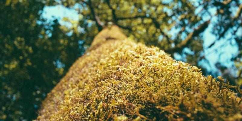 健康管理师：专业认证如何成为个人健康追踪与医疗资讯解读的核心