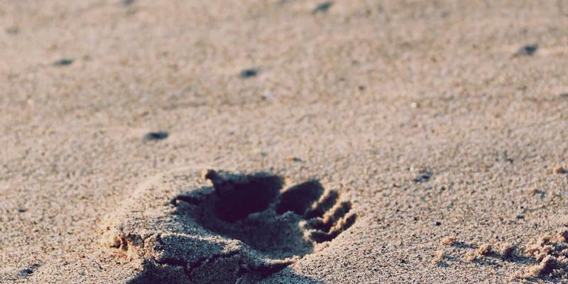 跨境数字健康管理：整合在线医疗与健康追踪，打造无缝海外健康守护网